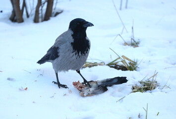 A crow in the snow pecks at the remains of a pigeon