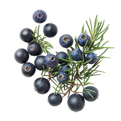 Juniper berry, transparent background, isolated image, generative AI