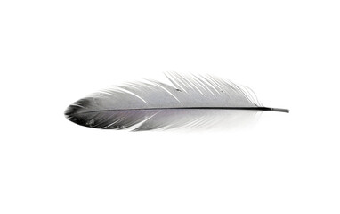 A close up photo of a single white feather. Isolated on a Transparent Background PNG.
