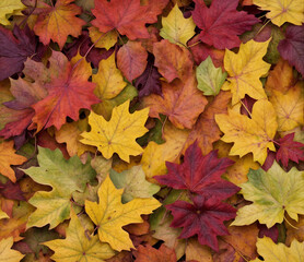 Naklejka na ściany i meble Colorful Autumn Maple Leaves Background in Nature