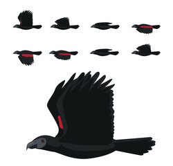 Pesquet's Parrot Dracula Bird Flying Animation Sequence Cartoon Vector