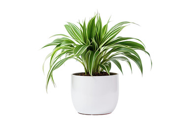 A white potted plant with a green plant, displaying the combination of colors and textures. Isolated on a Transparent Background PNG.
