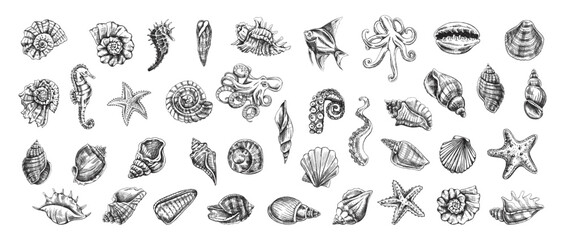 Seashells, octopus, fish, starfish, seahorses, ammonite vector set. Hand drawn sketch illustration. Collection of realistic sketches of various ocean creatures isolated on white background. - obrazy, fototapety, plakaty