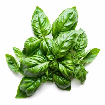 Sweet Basil Herb Leaves Bunch Isolated On White Background