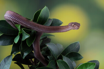 angry, animal, asia, attack, background, beautiful, brown, close-up, closeup, color, colorful, danger, dangerous, defensive, detail, exotic, eye, fast, fauna, forest, front view, head, leaf, macro, na
