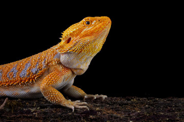 close-up of bearded dragon red hypo, the whole body of the lizard, bearded dragon lizard, Pogona mitchelli