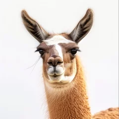 Zelfklevend Fotobehang Close up of llama against white background © Shahid