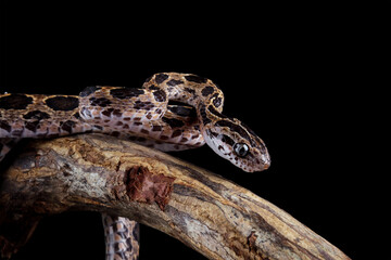 angry baby boiga snake on branch