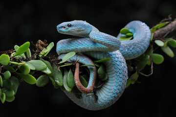 Blue viper snake closeup on branch,blue insularis,Trimeresurus Insularis