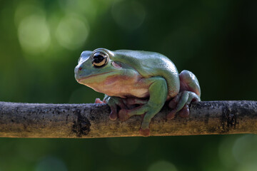 Green tree frog on a branch, dumpy frog	