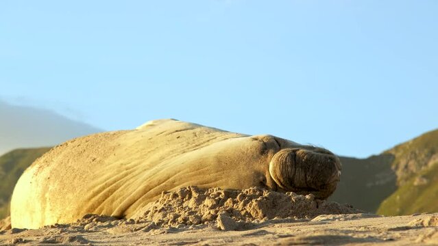 Southern Elephant seal wiggles around trying to comfortably rest on the beach