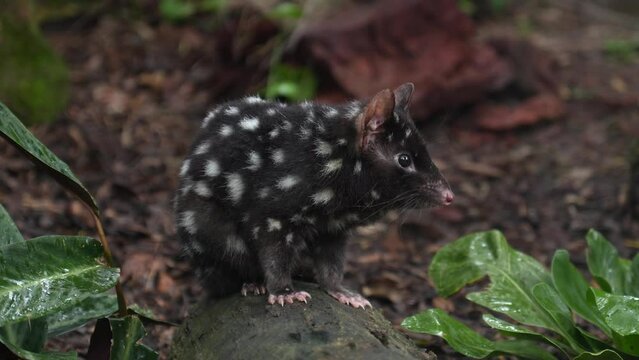 Eastern Quoll 