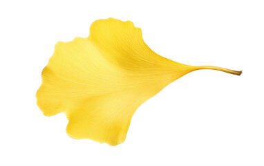 A single yellow flower. Isolated on a Transparent Background PNG.