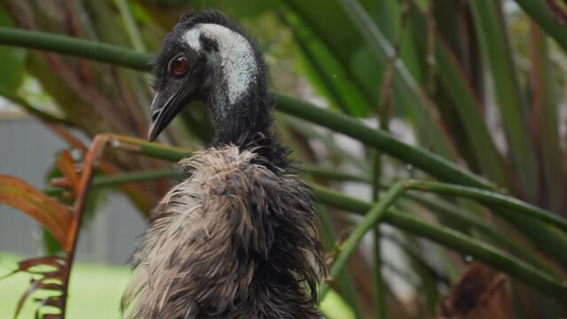 An emu close up of its head