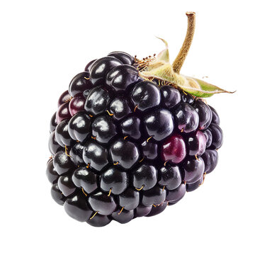 Marionberry, transparent background, isolated image, generative AI