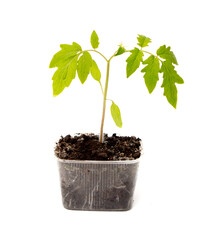 Tomato seedling isolated white background