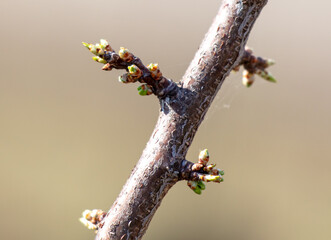 Swollen plum buds on a branch in spring. Macro - obrazy, fototapety, plakaty