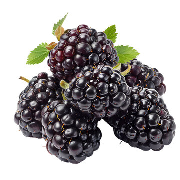 Marionberry, transparent background, isolated image, generative AI