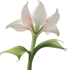 Obraz premium Amaryllis clipart. A cute Amaryllis flower icon. 