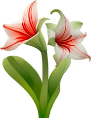 Amaryllis clipart. A cute Amaryllis flower icon. 