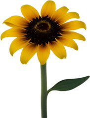 Fototapeta premium Black-Eyed Susan clipart. A cute Black-Eyed Susan flower icon. 