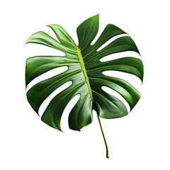 Monstera Deliciosa isolated on transparent background
