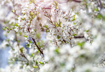 Fototapeta premium Cherry blossom branch in the garden in spring 