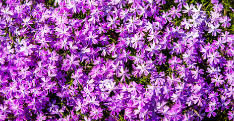 Obraz premium Natural background of small purple flowers