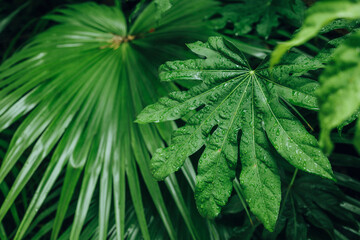 雨に濡れた南国の植物の葉　スコール・ヤシ・天気・熱帯