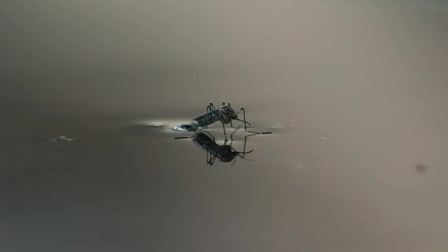 macro of a mosquito on calm water