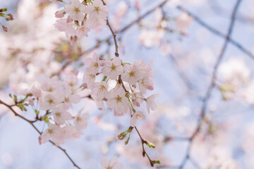満開の桜の花と花びら　伸びた枝のひと房　春・入学・入社・卒業・新生活・季節の背景