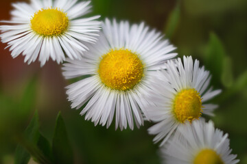 Fototapeta premium Close-up of white defocused chamomile flower. Medical daisy on green background