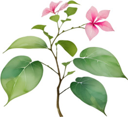 Bougainvillea clipart. A cute Bougainvillea flower icon. 