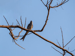 Ashy Drongo Dicrurus leucophaeus standing on a branch with blue sky in background