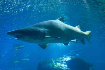 Fototapeta premium A tiger shark up close in the Palma de Mallorca aquarium
