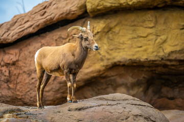 A Bighorn Sheep in the field of Tucson, Arizona