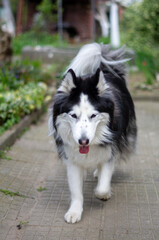 dog husky walking