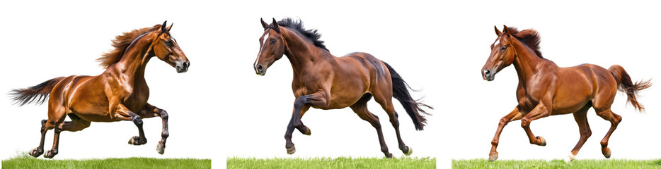 beautiful brown horse running on the grass collection isolated on transparent background