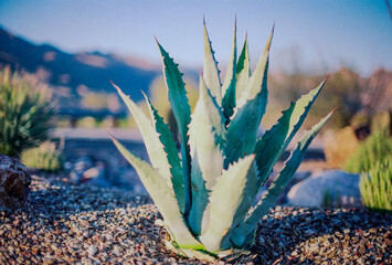 Lone Agave Plant In Tucson Desert Sunlight