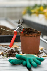 A pot with a pruner in it