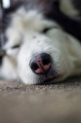 portrait of a white dog husky