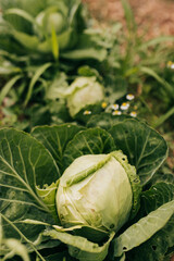 Cabbage and roman chamomile interplanted in backyard garden