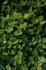 Close up of micro clover growing in backyard garden from above