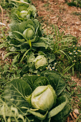 Cabbage and roman chamomile interplanted in backyard garden
