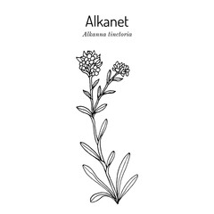 Alkanet (Alkanna tinctoria), edible and medicinal plant