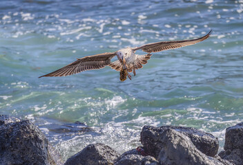 A juvenile gull, Larus, in flight carrying food in its beak front view, Fuerteventura, Canary Island, Spain