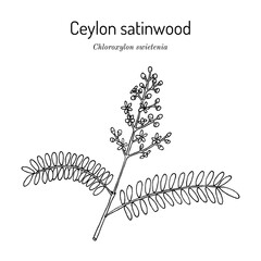 Ceylon or East Indian satinwood (Chloroxylon swietenia), tropical hardwood plant.
