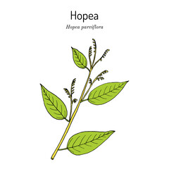 Hopea parviflora timber tree. Hand drawn botanical vector illustration
