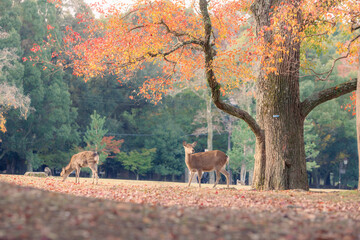紅葉の色づきが美しい秋の奈良公園と鹿
