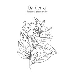 Gardenia, or cape jasmine (Gardenia jasminoides), ornamental, edible and medicinal plant